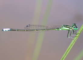Eastern Forktail